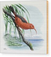 Iiwi Wood Print