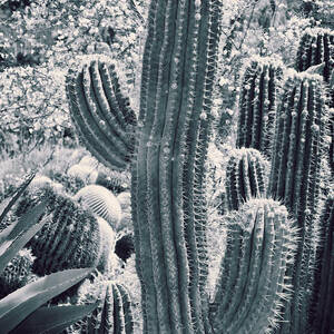 Cactus Land #1 by Kelley King