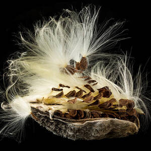 Macro photo of swamp milkweed seed pod #1 by Steven Heap