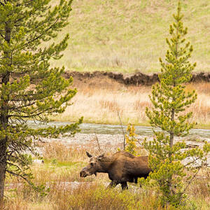 Moose in Yellowstone #1 by Natural Focal Point Photography