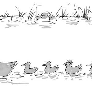 Two Ducks Lead A Line Of Four Ducklings #1 by Michael Crawford