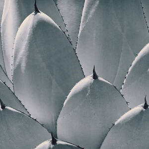 Agave Leaves #2 by Kelley King