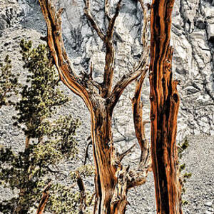 Sticks #1 by Kelley King Sticks #1 by Kelley King