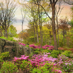 The Azalea Garden #2 by Jessica Jenney