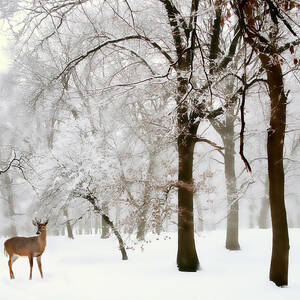 Winter's Breath by Jessica Jenney