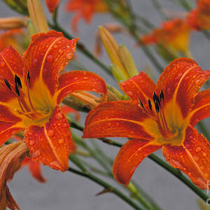 Day Lilly #5 by William Norton