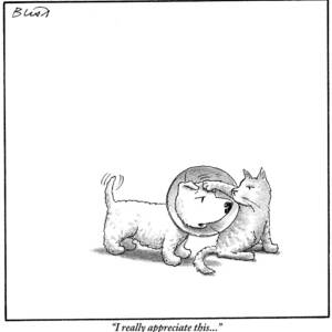 A Dog With A Neck Cone Is Having His Head by Harry Bliss