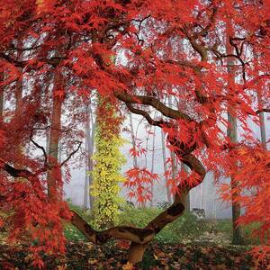 A Japanese Maple Tree by Richard Felber A Japanese Maple Tree by Richard Felber