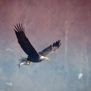 American Eagle by Crystal Wightman