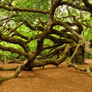 Angel Oak Tree Branches by Louis Dallara Angel Oak Tree Branches by Louis Dallara