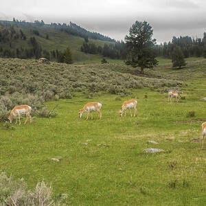 Antelope Herd in Yellowstone National Park by Natural Focal Point Photography