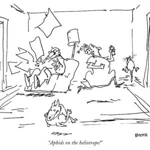 Aphids On The Heliotrope by George Booth