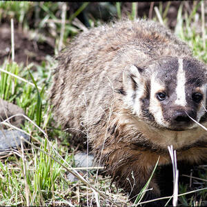 Badger in Yellowstone by Natural Focal Point Photography