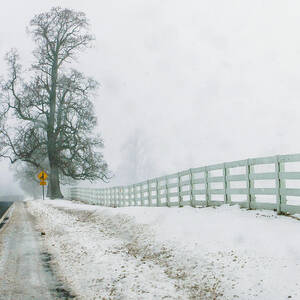 Big Tree in Snow Storm by Louis Dallara Big Tree in Snow Storm by Louis Dallara