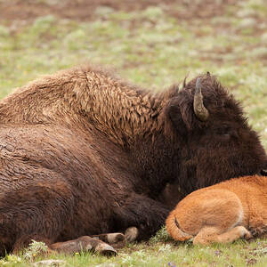 Cherished by Natural Focal Point Photography