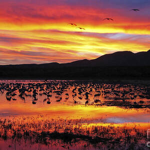 Bosque sunset II by Steven Ralser Bosque sunset II by Steven Ralser