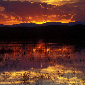 Bosque Sunset - orange by Steven Ralser Bosque Sunset - orange by Steven Ralser