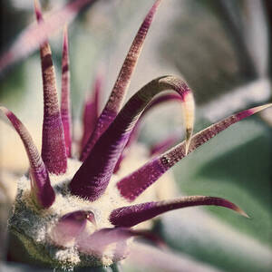 Cactus Crown by Kelley King