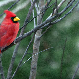 Cardinal West by Jeffrey Kolker Cardinal West by Jeffrey Kolker