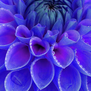 Centre Of Blue And Purple Dahlia Flower by Rosemary Calvert