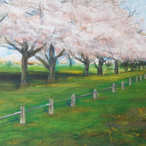 Cherry Blossom Christchurch by Jane See