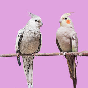 Cockatiel Parrots by Larry Washburn