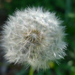 Dandelion 3 by Richard Reeve