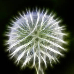 Dandelion Abstract by Omaste Witkowski