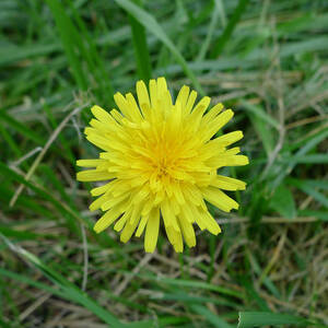 Dandelion Flower by Richard Reeve