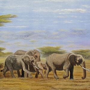 Elephants Walking by Wycliffe Ndwiga