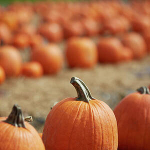 Fall Halloween Pumpkin Patch by Dana Hoff