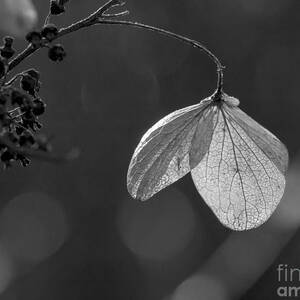 Hydrangea Flower UW Arboretum Madison Wisconsin by Steven Ralser Hydrangea Flower UW Arboretum Madison Wisconsin by Steven Ralser