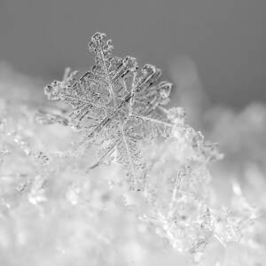 First Snowflake by Rona Black First Snowflake by Rona Black