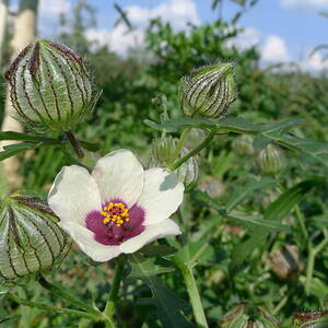 Flower of an Hour by Richard Reeve