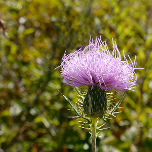 Flower of Scotland - Thistle I by Richard Reeve