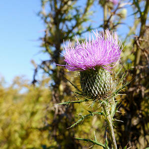 Flower of Scotland - Thistle II by Richard Reeve