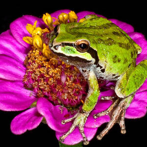 Frog  on flower by Jean Noren