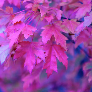 Full Frame Of Maple Leaves In Pink And by Noelia Ramon - Tellinglife