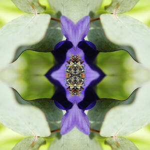 Gerbera Flower by Silvia Otte
