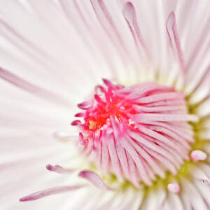 Happy Mothers Day by Pkg Photography Happy Mothers Day by Pkg Photography