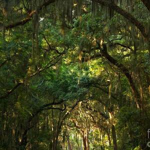 Jekyll Island Tunnel Of Oaks by Adam Jewell Jekyll Island Tunnel Of Oaks by Adam Jewell