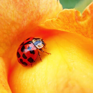 Ladybug by Rona Black