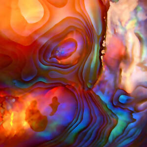 Magic Shell by Rona Black Magic Shell by Rona Black