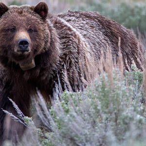 Mama Grizzly by Natural Focal Point Photography
