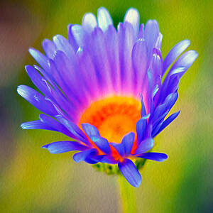 Mojave Aster by Joe Schofield