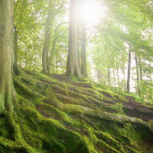 Mossy Tree Roots On Forest Hillside by Matt Walford Mossy Tree Roots On Forest Hillside by Matt Walford
