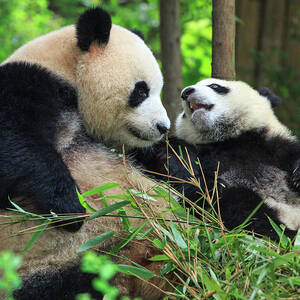 Mother Panda And Her Cub by Feng Wei Photography Mother Panda And Her Cub by Feng Wei Photography