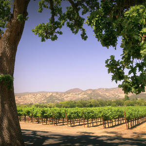 Napa Valley Vineyard by Lordrunar