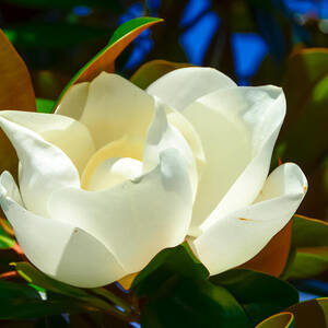 Oh Sweet Magnolia by Debra Martz Oh Sweet Magnolia by Debra Martz