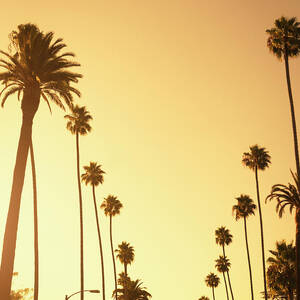 Palm Tree At Sunset On Beverly Hills by Franckreporter Palm Tree At Sunset On Beverly Hills by Franckreporter